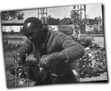 GFX_report_event_namangan_cotton_gardener