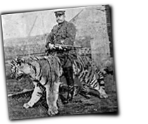 GFX_report_event_FNG_tang_yulin_tiger