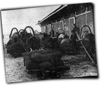 GFX_report_event_RUS_Collectivization