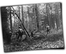 GFX_report_event_RUS_forest