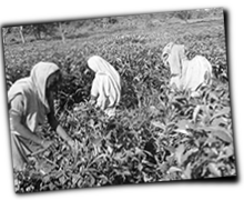 GFX_report_event_HND_tea_farmers