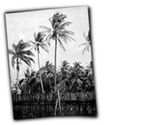 GFX_report_event_WIF_Palms