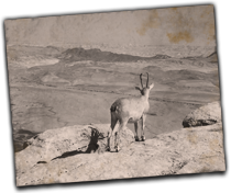 GFX_report_event_isr_goat